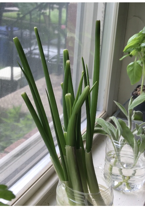 Grow green onions and harvest in 7 days or less